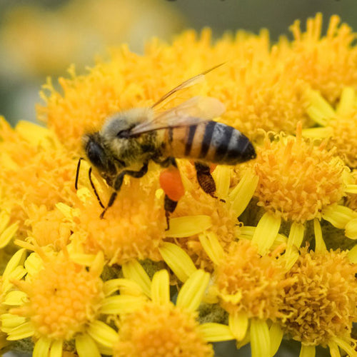 Cellphone EMF Panics Bees - What's it Doing to Your Body?
