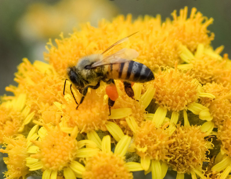 Cellphone EMF Panics Bees - What's it Doing to Your Body? – BioElectric ...