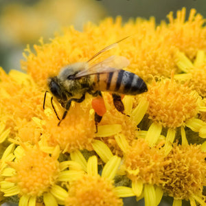 Cellphone EMF Panics Bees - What's it Doing to Your Body?