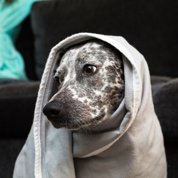 EMF protection blanket for dog - wrapped as hoodie