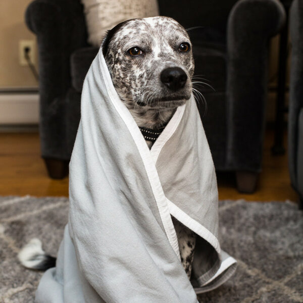 SYB EMF protection blanket - dog madonna - just too cute not to post