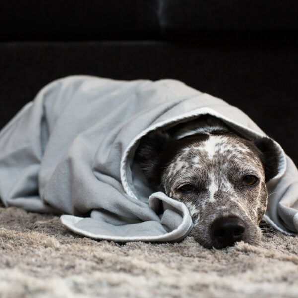 SYB EMF protection blanket  - just love this dog - how can he look so bored