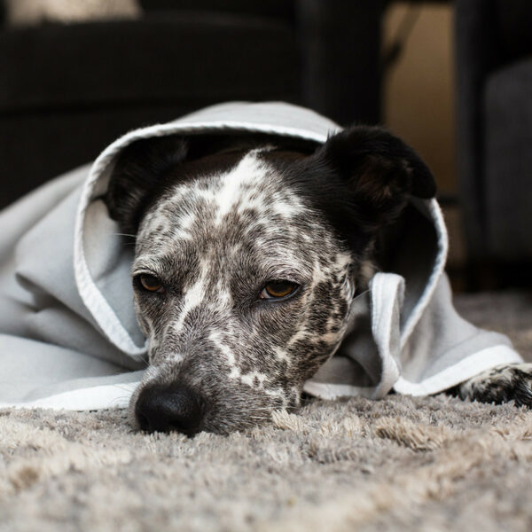 SYB EMF protection blanket - is this dog bored, or just unhappy?