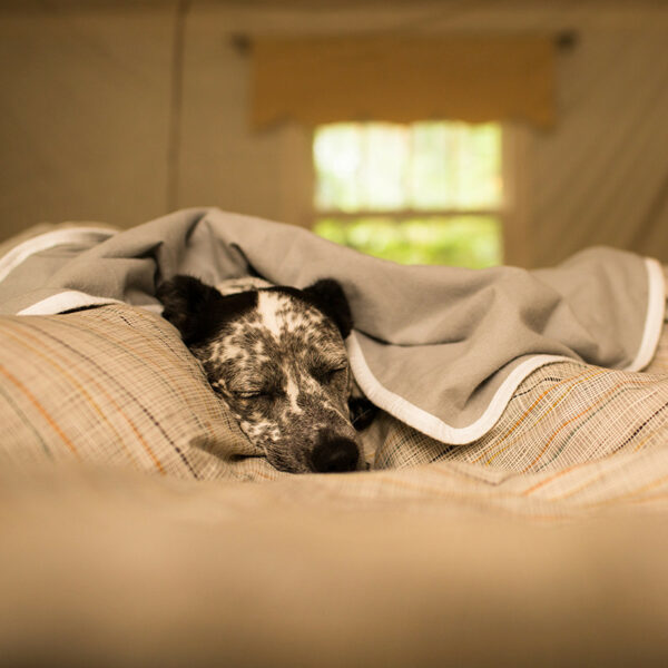 SYB EMF protection blanket  dog looks so comfy wrapped up in bed