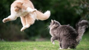 cats showing fight and flight
