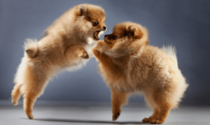 Puppies showing fight and freeze